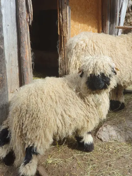 Walliser Schwarznasen Widder