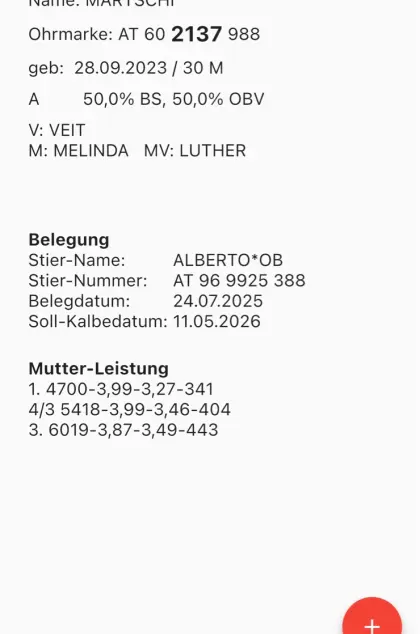 Hochträchtige Kalbin