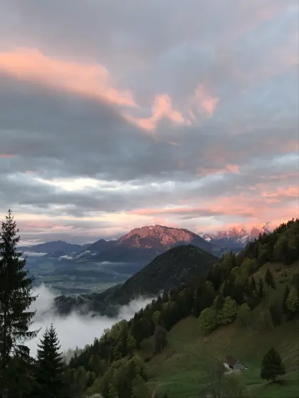 Suche Jungvieh für die Alm