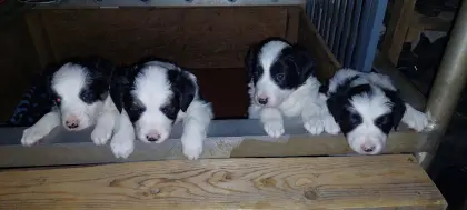 Bordercollie Welpen