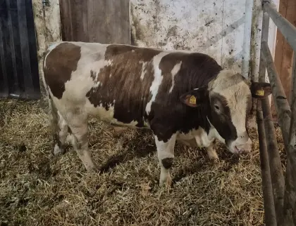 Genetisch hornlose Zuchtstiere