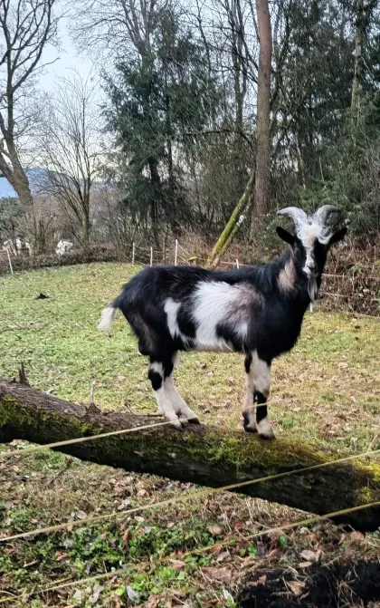 Suche Almplatz für Ziegenbock