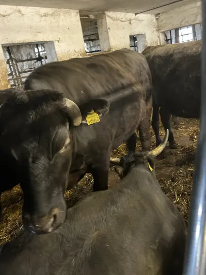 6 schlachtreife Wagyu-Ochsen