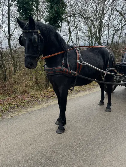 Friesenmix - Wallach