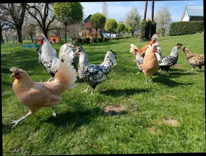 Appenzeller Spitzhauben Bruteier