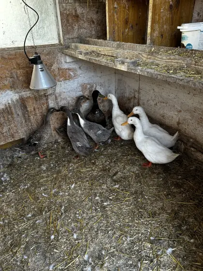 Verkaufe 8 Stk. Enten