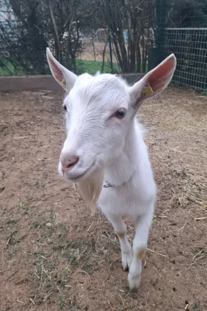 Ziegenbock zu verkaufen!