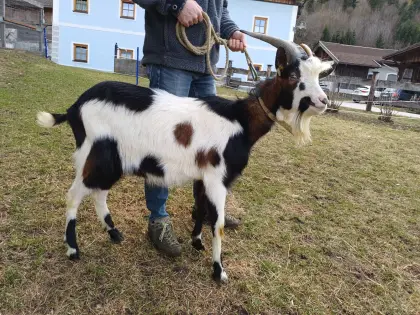 Tauernscheckenbock zu verkaufen!