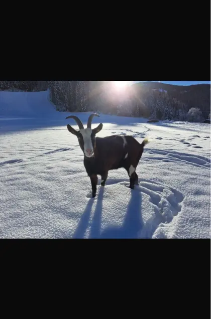 Tauernschecken-Ziege