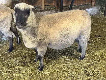 Shropshire Zuchtgruppe 5 gekörte Tiere