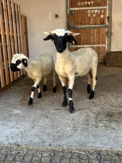 Walliser Schwarznasenschafe