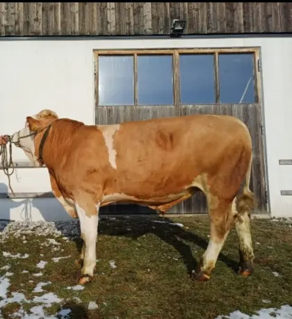Fleckviehsprung Stier