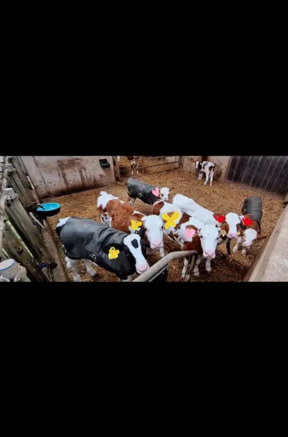 Laufend weibliche Zuchtkälber zu verkaufen