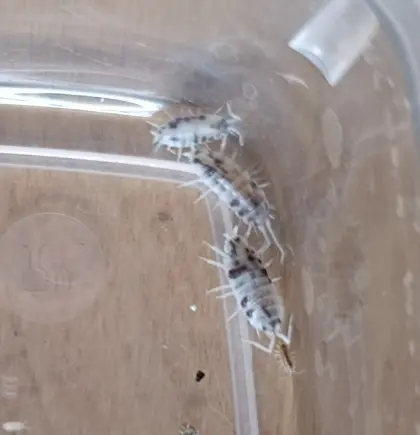 Oreo Assel - Porcellionides pruinosus "Oreo"