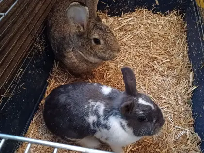 Kaninchen zu vergeben