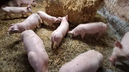 BIO Ferkel Landrasse x Pietrain