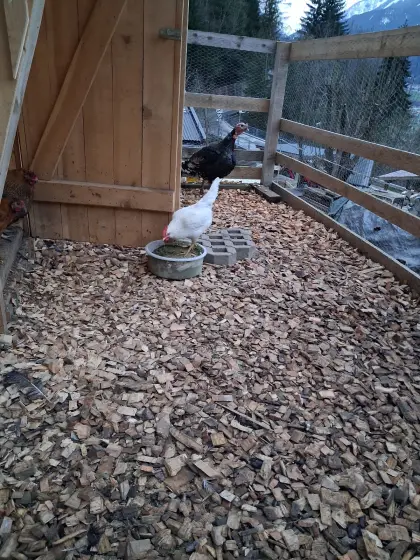 Legehennen legereif in weiß