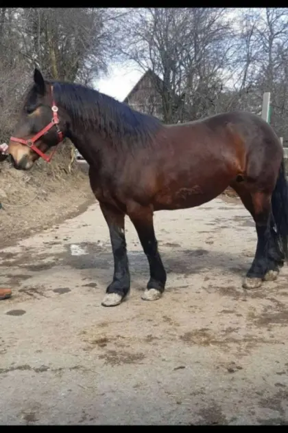 Kaufe Schlachtpferde