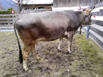 Grauviehkuh trächtig