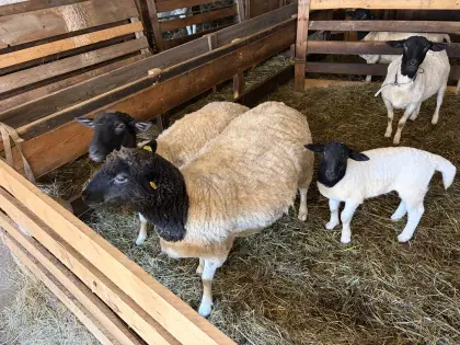 Zwei trächtige Dorperschafe zum Verkaufen