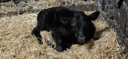 Vorankündigung Aberdeen Angus Stier