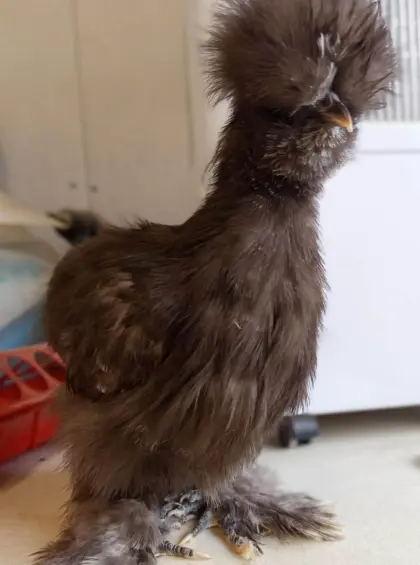 Seidenhühner & Showgirls