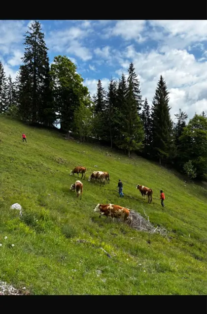Suchen Jungvieh für Almbetrieb