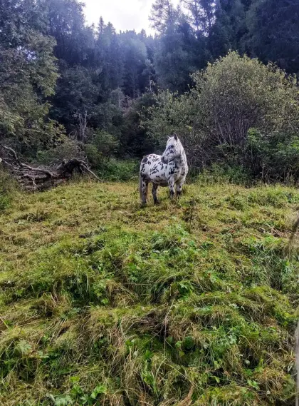 Pony (Wallach/Tigerschecke)