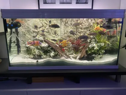 Süßwasser - Malawibarsche - Panzerwelse - Tylomelania Schnecken