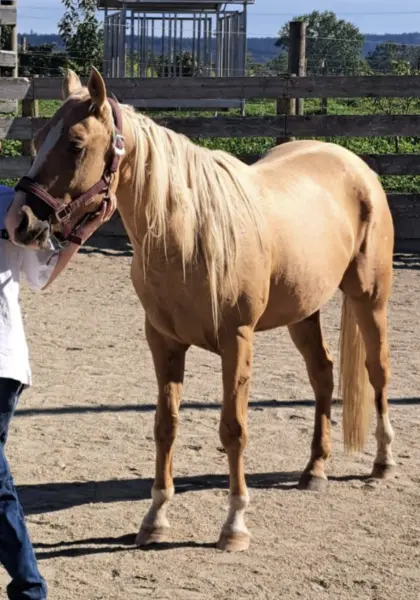 Quarter Horse Wallach