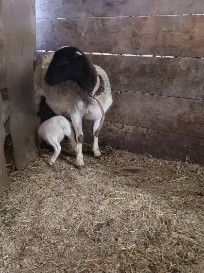 Dorper Aue Lisi mit Lamm Lotte