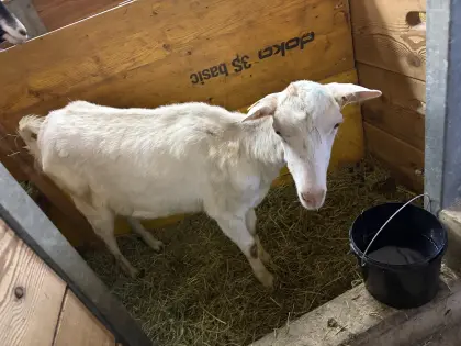 Lämmerziege kein HB