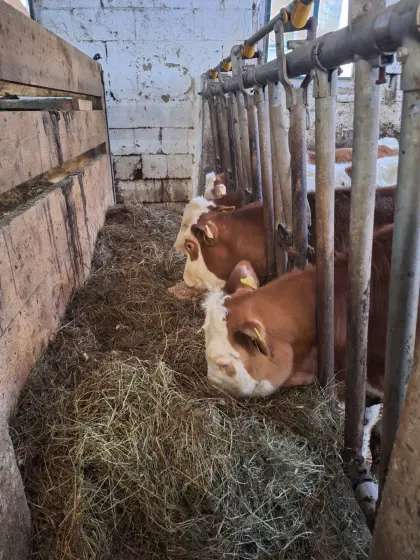 BIO Einsteller, Fresser Fleckvieh