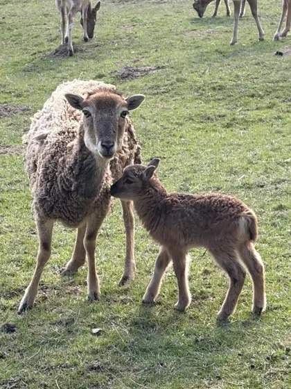 3 Mufflon-Auen mit Lamm