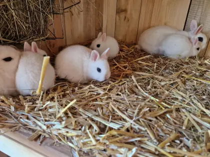 Farbzwerg Hotot und Hermelin blaue Augen