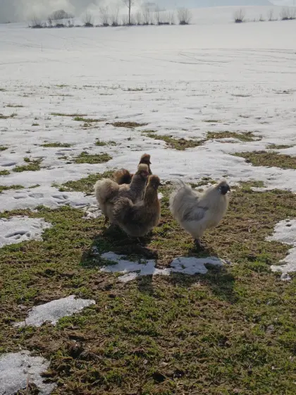 Bruteier von Seidenhühnern