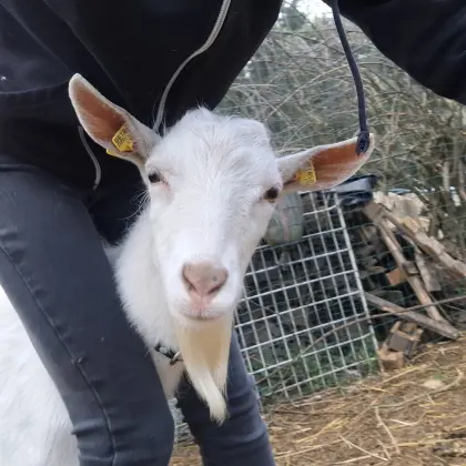 Ziegenbock zu verkaufen!