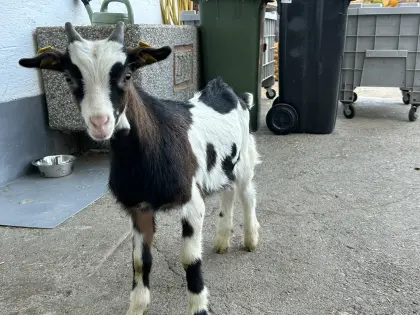 Hb fähige Tauernscheck Bockkitzer
