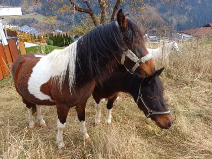 Pony sucht ein Zuhause