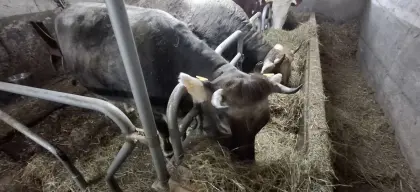 Tiroler Grauvieh Kuh