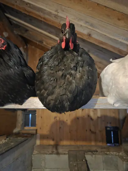 6 Hennen von 2025 suchen neuen Stall