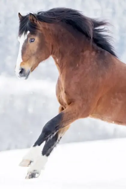 Freiberger Deckhengst