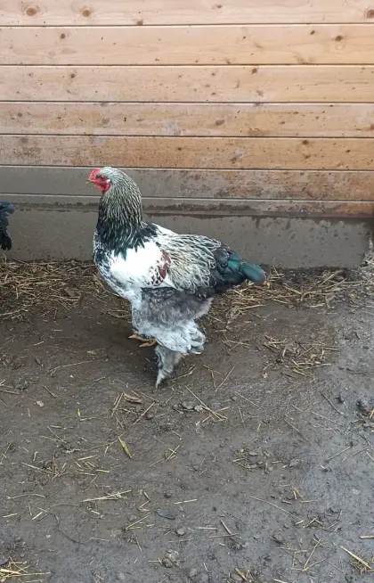 Brahma Pärchen