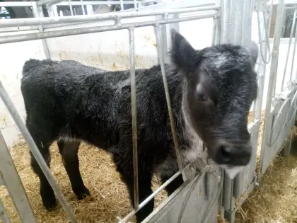Bio Belgier Stierkalb