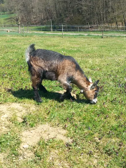 Zwergziege zu verkaufen