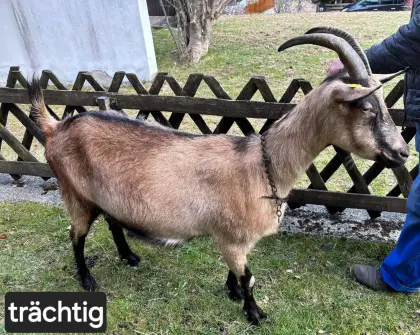 Verkaufe Milchziegen
