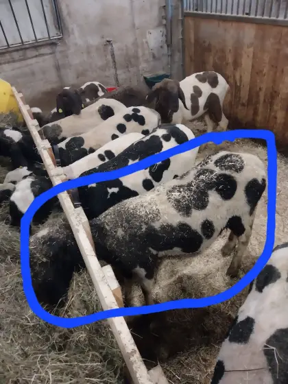 Trächtiges Schaf zum Verkaufen