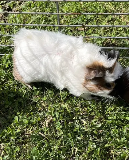 Meerschweinchen