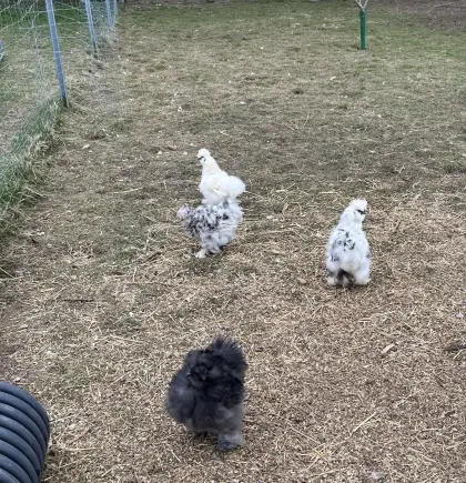 Junge Seidenhähne günstig abzugeben