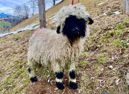 Verkaufe Walliser Schwarznasen Jungwidder 6 Monate, HB